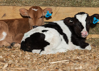 calf housing article