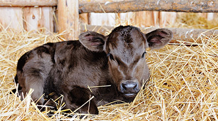 calf in pen small