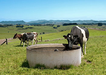 cows drinking