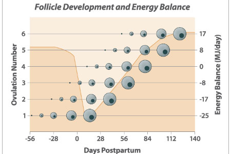 spring nutrition and reproduction folicile development and energy balance
