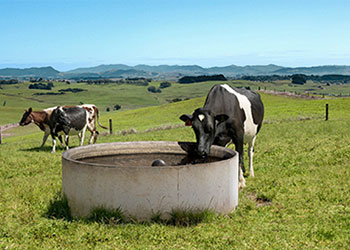 zincmax cow image